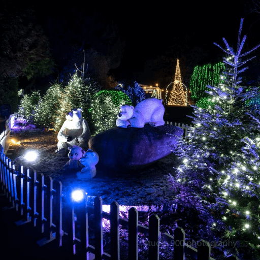 Christmas Wonderland Lighting